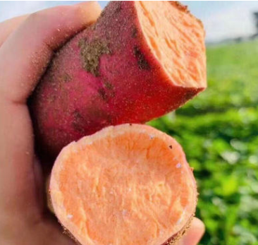 紅薯番薯橋頭地瓜板栗番薯5斤裝新鮮現挖香甜沙地蜜番薯紅苕地瓜