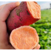 红薯番薯桥头地瓜板栗番薯5斤装新鲜现挖香甜沙地蜜番薯红苕地瓜
