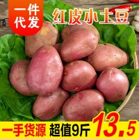 云南紅皮小土豆 黃心土豆現挖現貨 新鮮洋芋馬鈴薯 蔬菜一件代發
