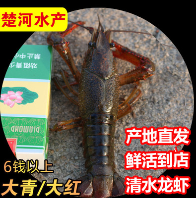 678钱大青/大红小龙虾 鲜活 淡水湖北潜江清水鲜活小龙虾水产批发