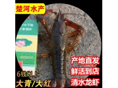 678錢大青/大紅小龍蝦 鮮活 淡水湖北潛江清水鮮活小龍蝦水產批發