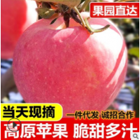 【一件代发】冰糖心 山西红富士苹果 新鲜水果10斤 产地货源