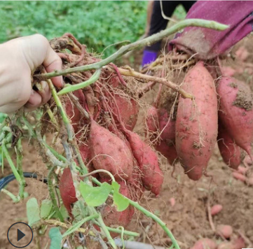 现挖小番薯新鲜地瓜紫芋头红皮番薯农家自种带箱 量大从优