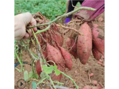 现挖小番薯新鲜地瓜紫芋头红皮番薯农家自种带箱 量大从优