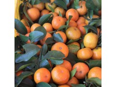 廣西砂糖橘種植基地 大量上市 果品大小均勻 甜度好