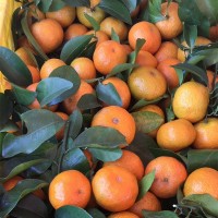广西砂糖橘种植基地 大量上市 果品大小均匀 甜度好