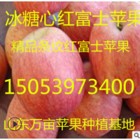新鲜苹果水果红富士当季苹果库存冷库红富士苹果冰糖心苹果今日价