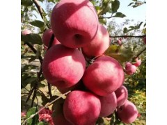 產地批發農產品山東紅富士煙臺蘋果片紅條紋紅5斤 水果批發