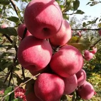 产地批发农产品山东红富士烟台苹果片红条纹红5斤 水果批发