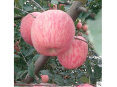 果园供应山东红富士烟台苹果栖霞红富士条纹红苹果品质水果批发