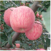 果园供应山东红富士烟台苹果栖霞红富士条纹红苹果品质水果批发
