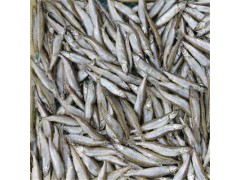 【翔之鱼】母体多春鱼单冻满籽全规格2020年新货5公斤/件海鲜批发