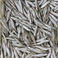 【翔之鱼】母体多春鱼单冻满籽全规格2020年新货5公斤/件海鲜批发
