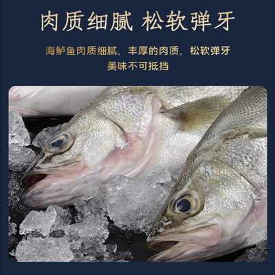 厂家直供新鲜海水鲈鱼海鲜鲜活速冻海水鱼海水捕捞海鲜