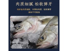 厂家直供新鲜海水鲈鱼海鲜鲜活速冻海水鱼海水捕捞海鲜