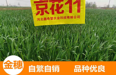 供应小麦种子—京花11 粮食作物种子现货批发