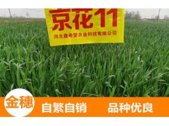 供应小麦种子—京花11 粮食作物种子现货批发