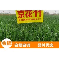 供應小麥種子—京花11 糧食作物種子現貨批發