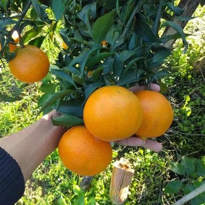 四川明日見柑橘苗 優質的明日見柑橘苗 新品種柑橘苗