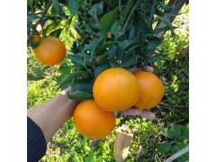 四川明日见柑橘苗 优质的明日见柑橘苗 新品种柑橘苗