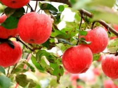 【农业知识】苹果成熟期遇连阴雨怎么办？