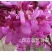 紫荊苗木 陜西周至綠化工程苗木花卉供應商 西北喬木紫荊價格供應