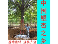 中國銀杏之鄉-銷售2-80公分銀杏樹 基地直銷 規格齊全 數量充足