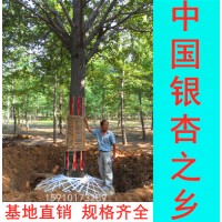 中国银杏之乡-销售2-80公分银杏树 基地直销 规格齐全 数量充足