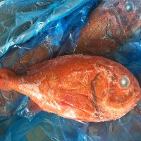 新西兰长寿鱼海鲜水产橙鲷鱼新鲜冷冻深海红鱼婚宴用鱼全规格批发