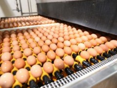 年底全国实现养殖场集中化 蛋品标准化要看分选机