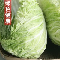 内蒙古新鲜大白菜整箱10斤包邮当季农家自种现摘包心菜时令蔬菜