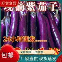 现摘紫茄子新鲜蔬菜农家自种紫茄子紫皮茄子长茄子可生吃批发
