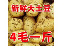 【土豆批发】黄皮黄心土豆批发新鲜蔬菜当天现挖马铃薯5斤/10斤