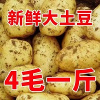 【土豆批发】黄皮黄心土豆批发新鲜蔬菜当天现挖马铃薯5斤/10斤