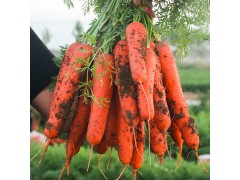 【现挖现发】10斤胡萝卜新鲜红萝卜新鲜蔬菜水果萝卜批发沙地萝卜