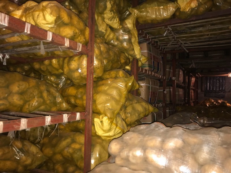 销售冷库保鲜荷兰土豆150克以上不封顶统货（马铃薯）