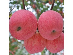 洛川直发洛川红富士苹果新鲜水果甜脆水分足正宗陕西洛川苹果批发