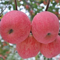 洛川直发洛川红富士苹果新鲜水果甜脆水分足正宗陕西洛川苹果批发