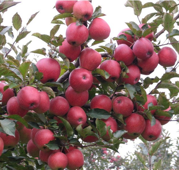 果树苗花红苹果树苗小苹果苗嫁接冰糖心苹果苗当年结果南北方种植