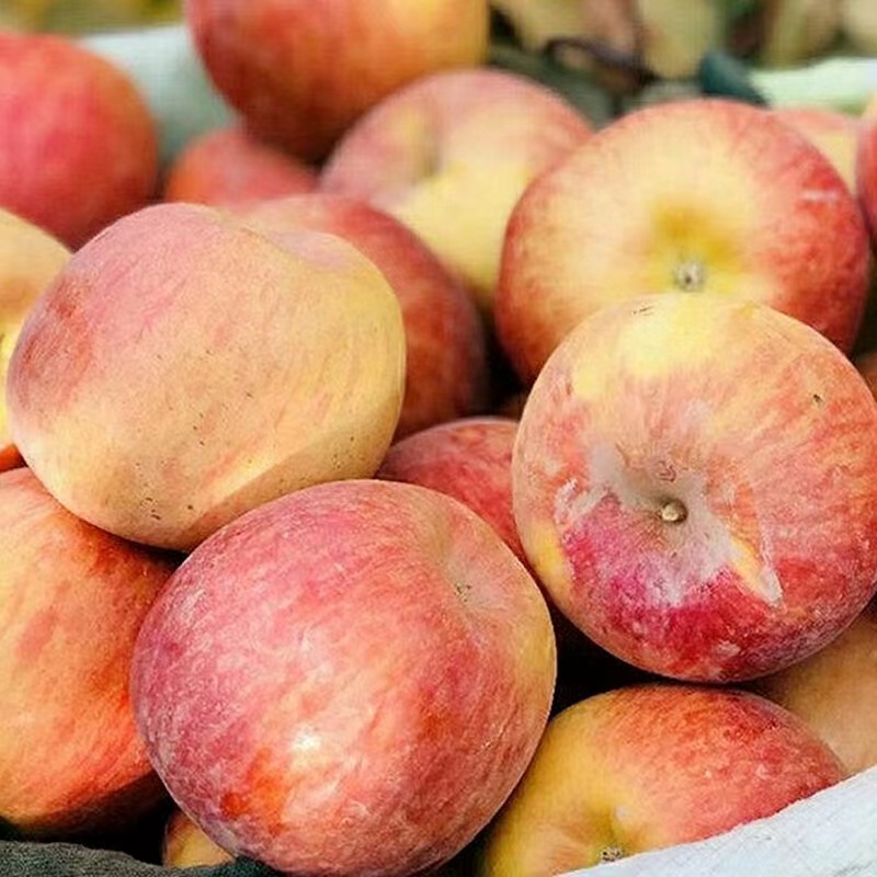 正宗新疆阿克苏冰糖心苹果丑苹果整箱现货当季水果支持一件代发