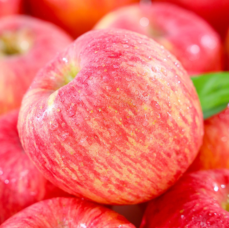陕西洛川苹果新鲜应季水果脆甜红富士苹果丑洛川苹果批发一件代发