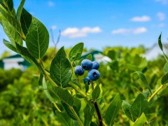 蓝莓的种植土壤要求