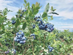 蓝莓苗怎么种植和养护