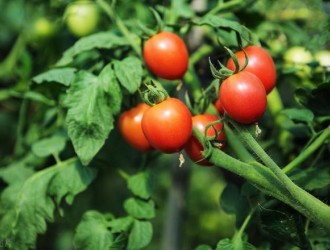 番茄的种植方法与管理技术