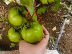 番茄种植用什么肥料好？